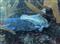 Poulpe (Octopus vulgaris)