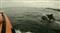 Dauphins devant le Minou