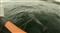 Dauphins devant le Minou