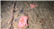 Etoiles patte d\'oie