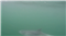 Sur le retour, un groupe de dauphins (20 à 30 avec des juvéniles), devant le Minou